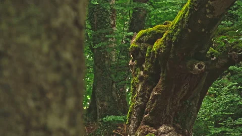 Beech and old maple forest with boulders covered with moss Stock Footage 214438445
