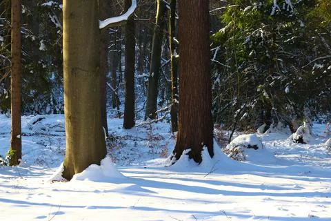 Beech and probably a larch tree in a snowy park in winter, in the sunlight Stock Photos