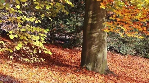 Beech in the autumn park Video stock 56281684
