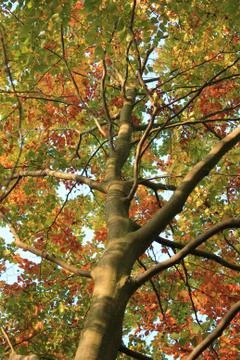 Beech in the autumn Stock Photos
