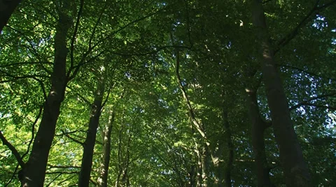 Beech avenue in forest - tilt down Stock Footage 33783397