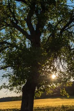 A beech in the backlight Stock Photos