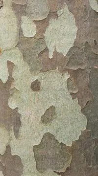 Beech bark , close-up. The peeling top layer forms an irregular abstract imag Stock Photos