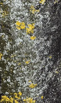 Beech bark vector illustration. Decorative form. Fagus sylvatica L. Wooden .. Stock Illustration