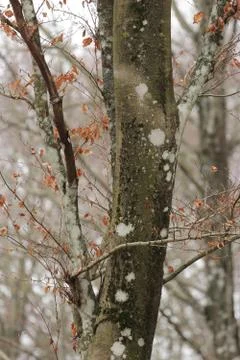 Beech bark in winter time Stock Photos