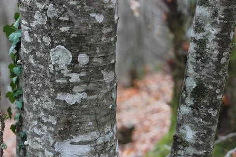 Beech bark in winter time Stock Photos
