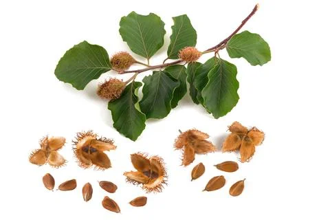 Beech branch with beechnuts Foto stock
