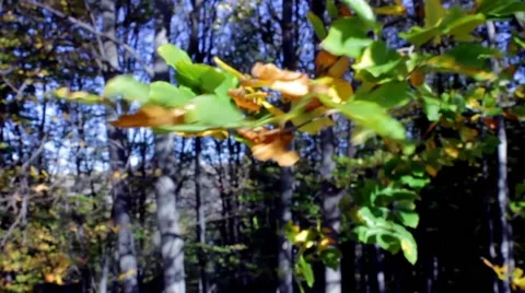 Beech branch with fall leaves Stock Footage 43128024