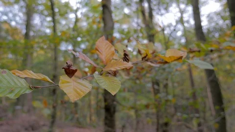 Beech branch with forest in background 스톡 동영상 93215118