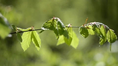 Beech branch with green leaves in the rays of the sun Video stock 153995029