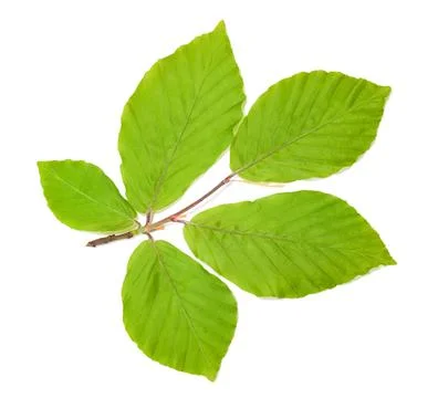 Beech branch with leaves Stock Photos