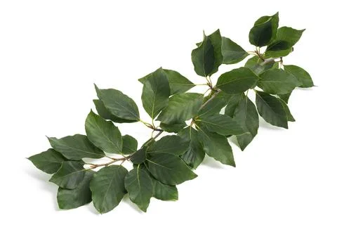 Beech branch Stock Photos