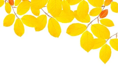 Beech branch Stock Photos