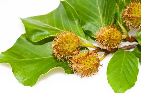 Beech Branch Stock Photos