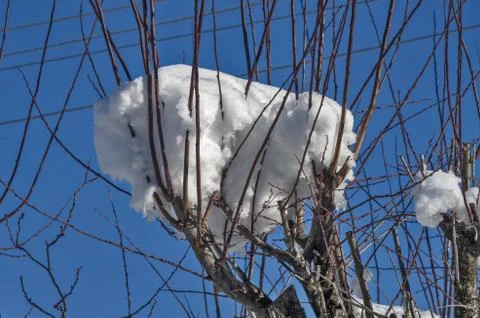 Beech branch with snow Stock Photos