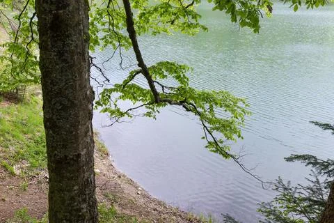 Beech branches above the water surface of the mountain lake Stock Photos