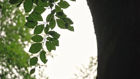 Beech branches and leaves in backlight in the summer sun Stock Footage 214438803