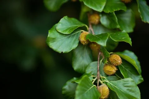 Beech branches with beech nuts in the summer forest. Natural background Stock Photos