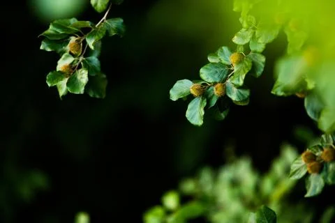 Beech branches with beech nuts in the summer forest. Natural background Stock Photos