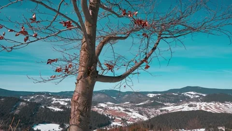 Beech branches with withered leaves over the mountain rural landscape in the Stock-Footage 172317160