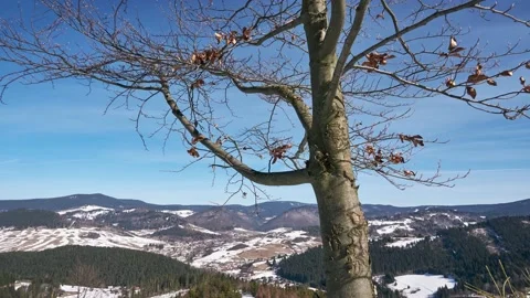 Beech branches with withered leaves over the mountain rural landscape in the Stock Footage 172319975