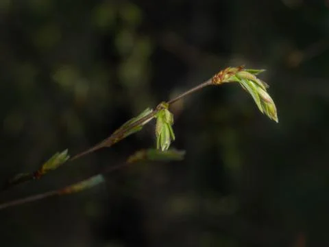 Beech bud on background of dark forest Stock Photos