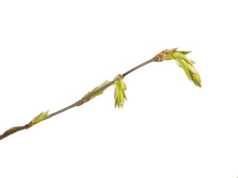 Beech bud on white Stock Photos