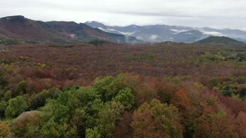 Beech Field in Autumn Aerial Drone View Stock Footage 146553945