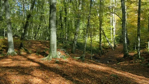 Beech Fields in Early Autumn Panoramic View Video stock 69985024