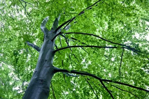 Beech foliage Stock Photos