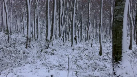 Beech forest after a snowstorm Stock Footage 145236745