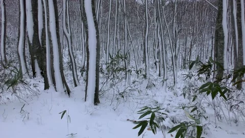 Beech forest after a snowstorm Stock Footage 145236750