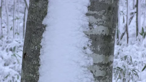 Beech forest after a snowstorm Stock Footage 145236760