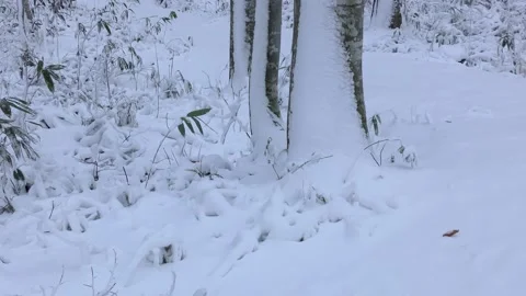 Beech forest after a snowstorm Video stock 145236772