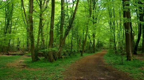 Beech forest and hiking track Stock Footage 60874019