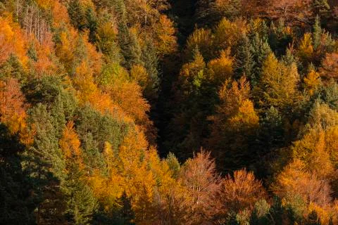 Beech forest and other trees with autumn colors, Pyrenees, Aragon. Stock Photos