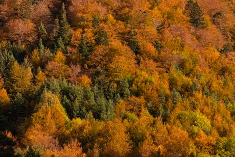 Beech forest and other trees with autumn colors, Pyrenees, Aragon. Stock Photos