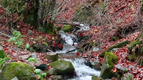 Beech forest and a river going through the Autumn leaves Video stock 56554688