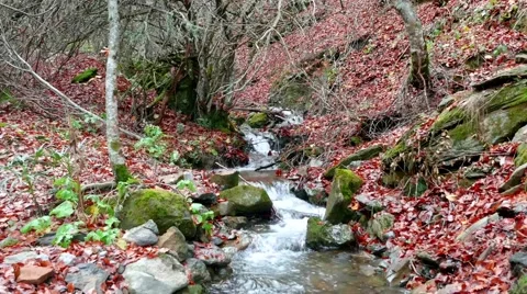Beech forest and a river going through the Autumn leaves Video stock 56554756