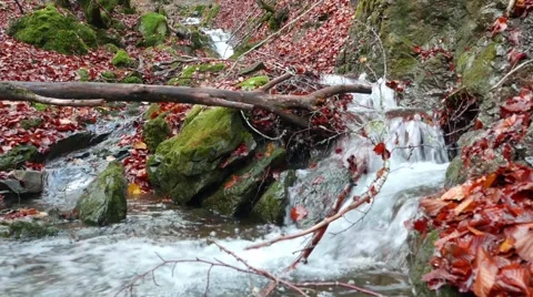 Beech forest and a river going through the Autumn leaves Video stock 56554835