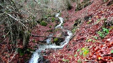 Beech forest and a river going through the autumn leaves in slow motion Video stock 56554905
