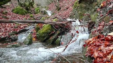 Beech forest and a river going through the Autumn leaves Video stock 56554922