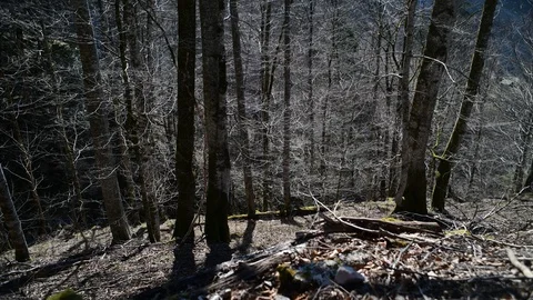 Beech forest in austrian national park kalkalpen Stock Footage 127628911