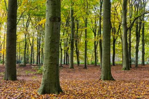 Beech Forest Autum Kaapse Bossen Stock Photos