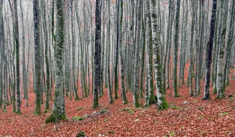 Beech forest in autum Stock Photos