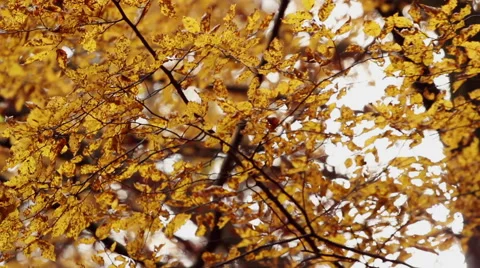 Beech forest at autumn back lit with sun light waving on wind Stock Footage 44274231