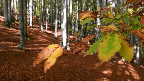 Beech forest in autumn. Close up of leaves on branch. Video stock 219890937