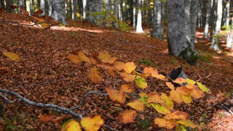 Beech forest in autumn. Close up of yellow leaves on branch. Stock Footage 219888380