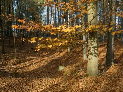 Beech forest in autumn - a composition of warm colors Stock Photos