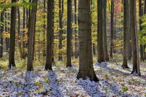 Beech forest in autumn with first snow, Hainich National Park, Thuringia, Stock Photos